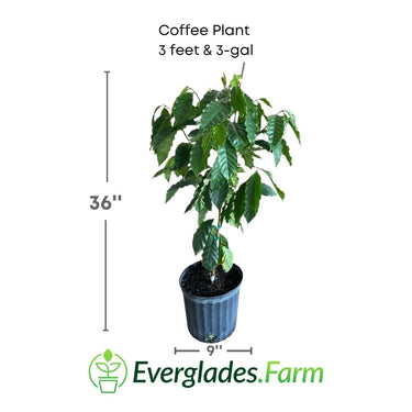Coffee Plant
